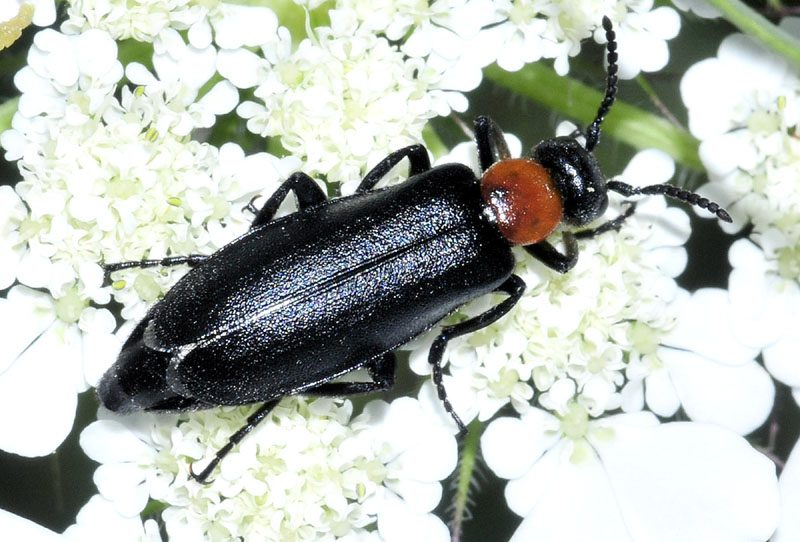 Coleottero da det.: Oenas graecus, maschio, Meloidae